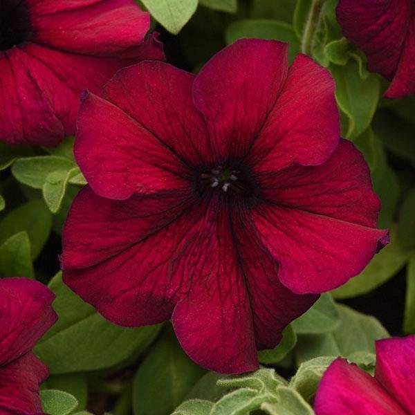 Petunia grandiflora SuperCascade® Burgundy