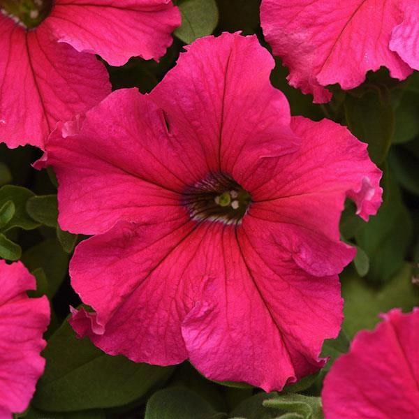 Petunia grandiflora SuperCascade® Rose