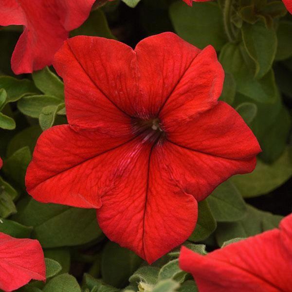 Petunia grandiflora SuperCascade® Red