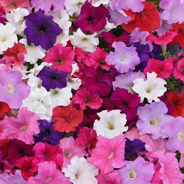 Petunia grandiflora SuperCascade® Mix