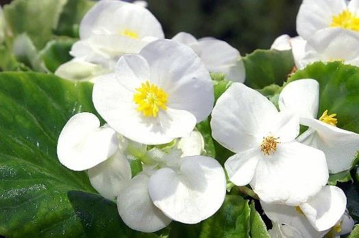 Begonia semperflorens-cultorum 'Olympia blanc' (Blanc-vert)