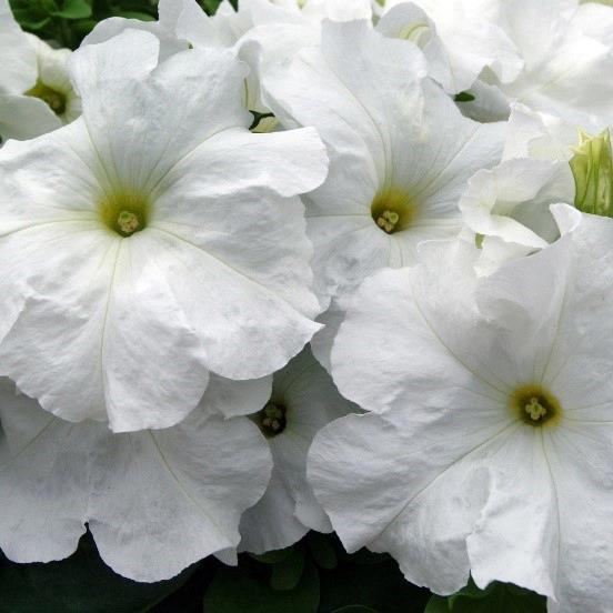 Petunia grandiflora Limbo® White