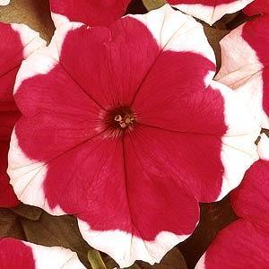 Petunia grandiflora Limbo® Red Picotée 