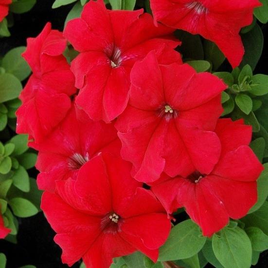 Petunia grandiflora Limbo® Rouge