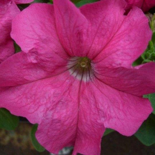Petunia grandiflora Limbo® Rose