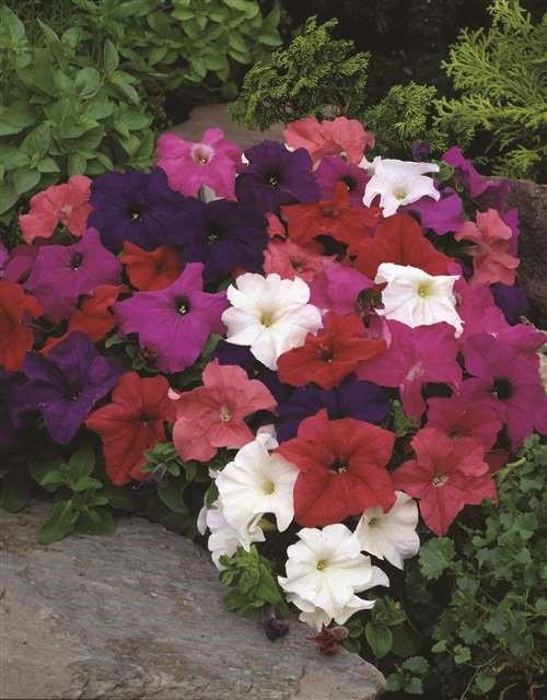 Petunia grandiflora Limbo® Mix