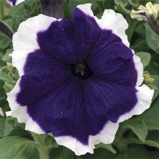 Petunia grandiflora Frost™ Blue