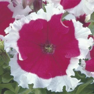 Petunia grandiflora Frost™ Cherry