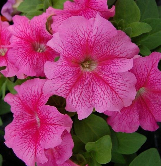 Petunia grandiflora Limbo® Rose Veined