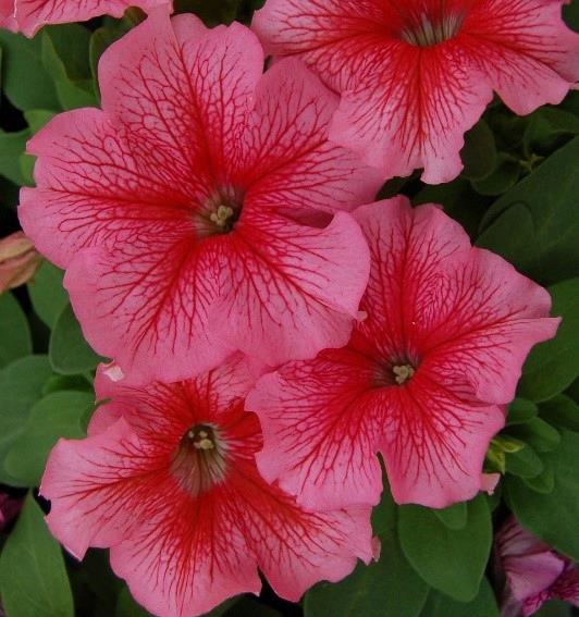 Petunia grandiflora Limbo® Red Veined