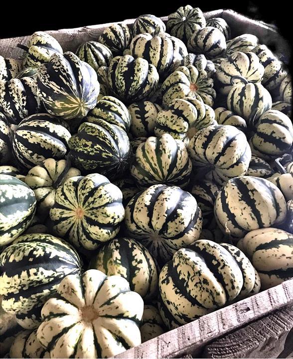 Courge Poivrée (Pepper) ''Heart-of-Gold'' (Sweet Dumpling)