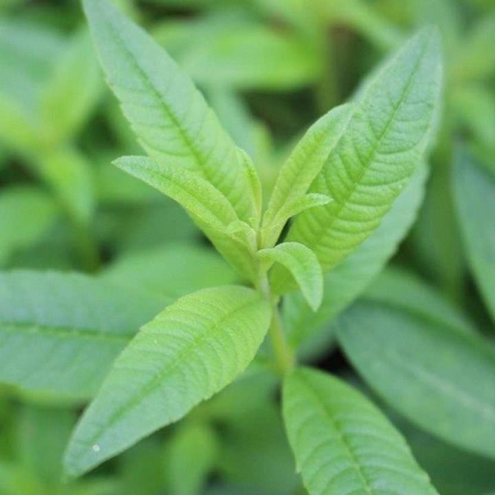 Verveine citronelle