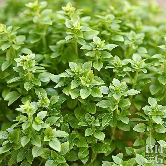 Basilic grec (petites feuilles)