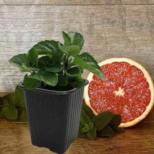 Menthe pamplemousse (Mentha x piperita 'Citrata GrapeFruit')