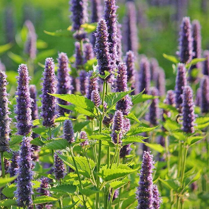 Cataire à odeur de citron - Nepeta cataria