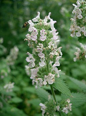 Menthe aux chats (nepeta cataria)