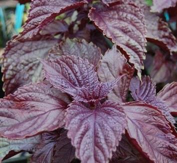 Perilla pourpre / Basilic japonais (perilla frutescens crispa)
