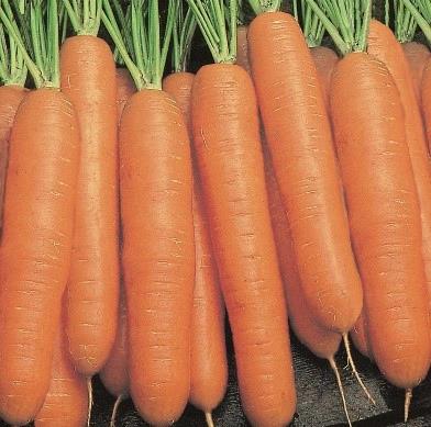 Carotte Nantaise-Touchon 