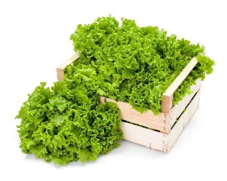 Laitue frisée verte