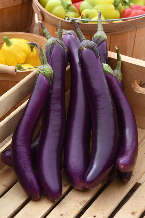Aubergine italienne imperial