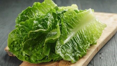 Laitue romaine