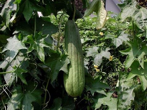 Melon lisse (Luffa Gourd)