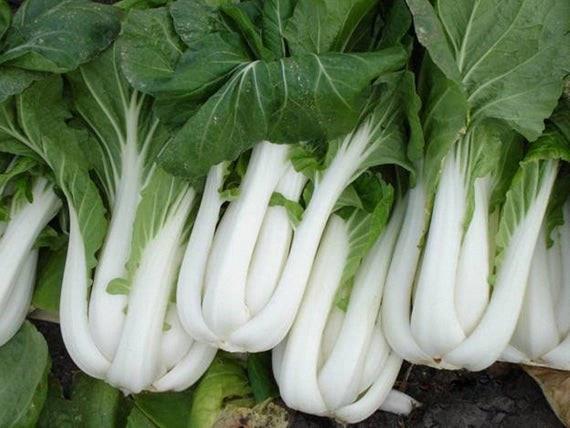 Pak choi