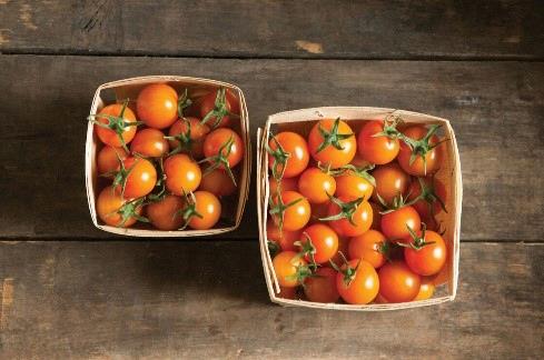 Tomate cerise sun gold
