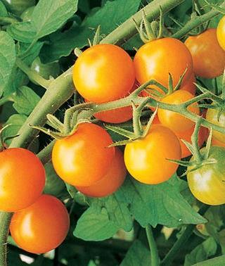 Tomate cerise sweet gold