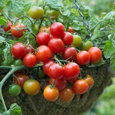 Tomate cerise terenzo