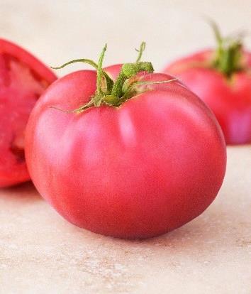 Tomate rose