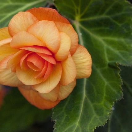 Begonia Illumination® Apricot Shades