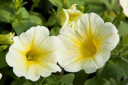 Petunia Potunia® Plus Yellow