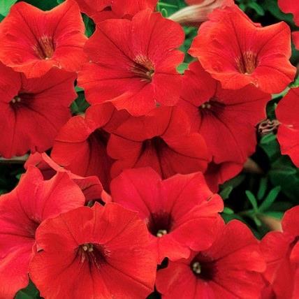 Petunia Ray™ Red