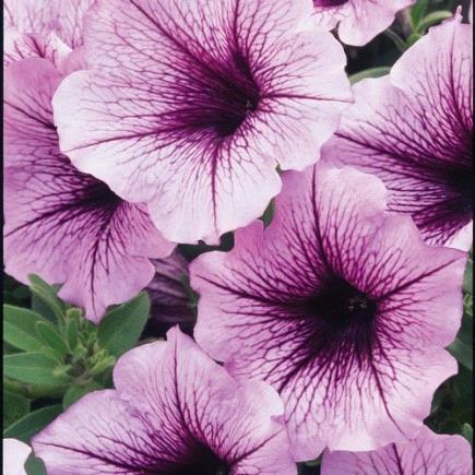Petunia Supertunia® Bordeaux™