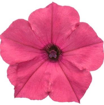 Petunia Supertunia Vista® Fuschsia