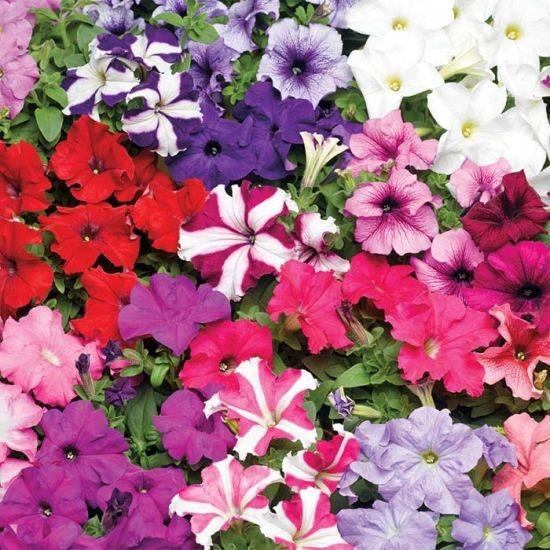 Petunia mix (couleurs variés)