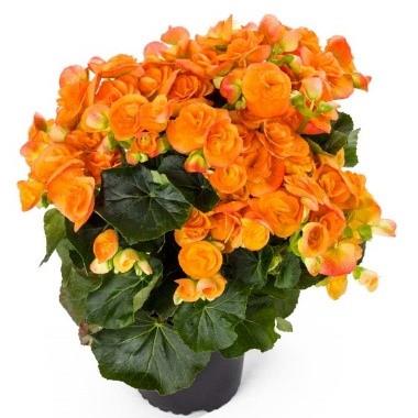 Begonia Reiger Amber Stone (orange)
