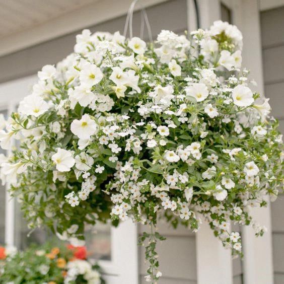 Victorienne 14'' broche mixtes (plusieurs modèles)