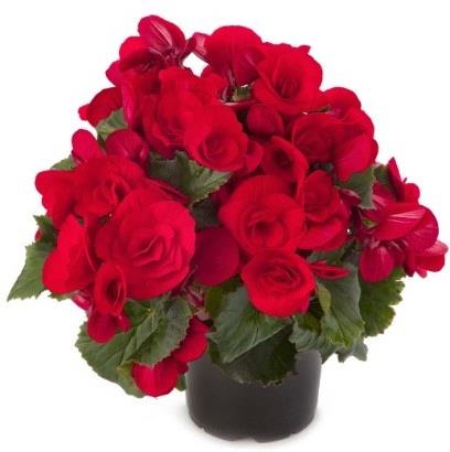 Begonia Reiger Baladin (rouge)