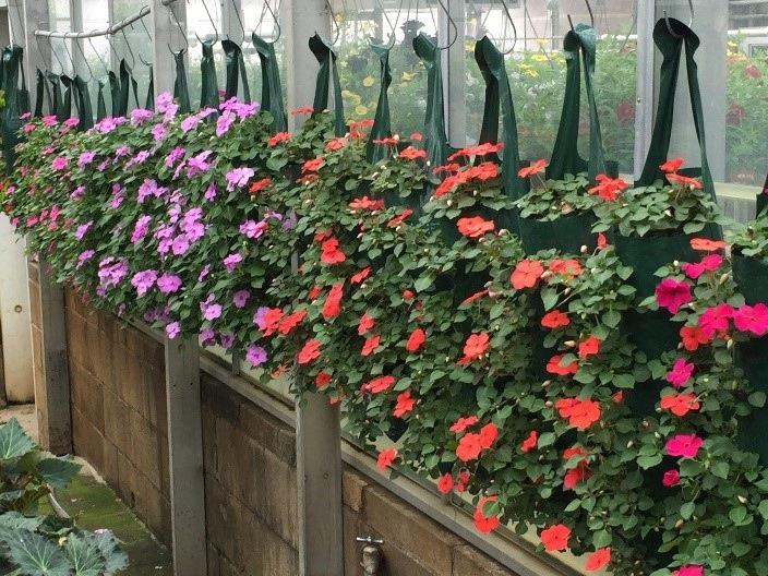 Impatiens walleriana (couleurs variés)