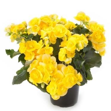 Begonia Reiger Blitz (jaune)