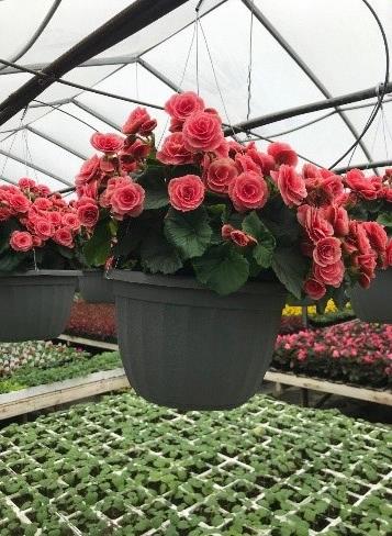 Begonia Reiger Borias (rose bicolor)