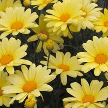 Argyranthemum frutescens 'Beauty yellow'