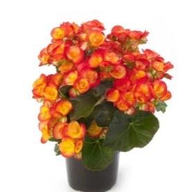 Begonia Reiger Carneval (bicolor rouge)