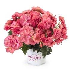 Begonia Reiger Chloé (rose corail)