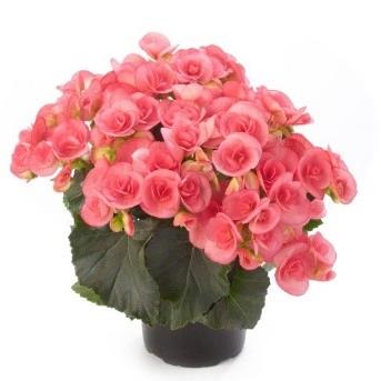 Begonia Reiger Netja Dark (rose)