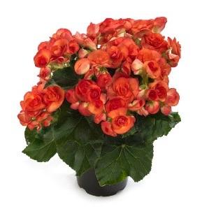 Begonia Reiger Orange Stone (orange)