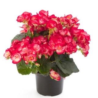 Begonia Reiger Peggy (bicolor pink)