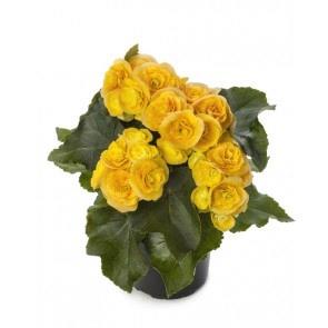 Begonia Reiger Rebecca (jaune)
